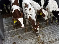 Bulle, Simmental cattle — Foto 1