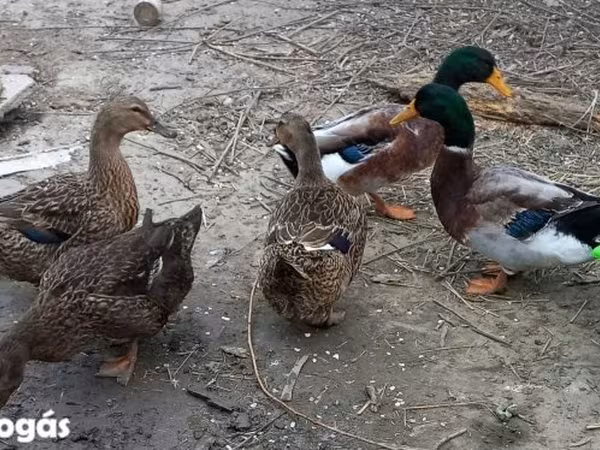 Ducks