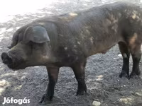 Babi jantan, Дюрок — foto 2