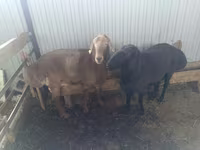Beran, Arashan sheep — foto 2