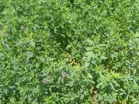 Hal hazirda Yonca (Medicago sativa) becerilib 3 hektar torpaq sahəsi — foto 2