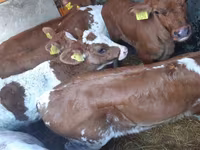 วัวตัวผู้, Simmental cattle — รูปภาพ 1