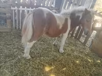 公马, Miniature horse — 照片 4