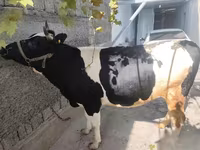 Cow, Russian Black pied cattle — photo 6