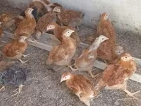 Chickens — عکس 2
