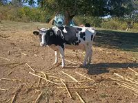 Kuh, Russian Black pied cattle — Foto 1
