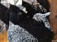 Кочкор, Рацка кой — сүрөт 6