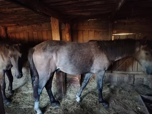 Cheval, Chevaux
