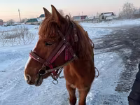 Pastuv, Kazakh horse — fotografija 1