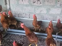 Chickens — फ़ोटो 1