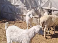 Wad, Sheep — sawirka 3