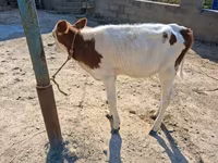 วัวตัวเมีย, Simmental cattle — รูปภาพ 3