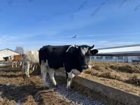 Lo’, Russian Black pied cattle — sawirka 2