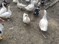 Ducks — fotografija 2