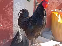 Australorp — zdjęcie 7