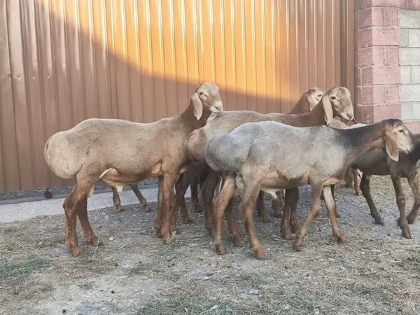 Beran, Arashan sheep