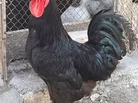 Chickens — ছবি 2