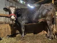 گاو ماده, Swiss cattle — عکس 1