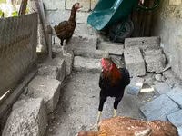 Chickens — عکس 3