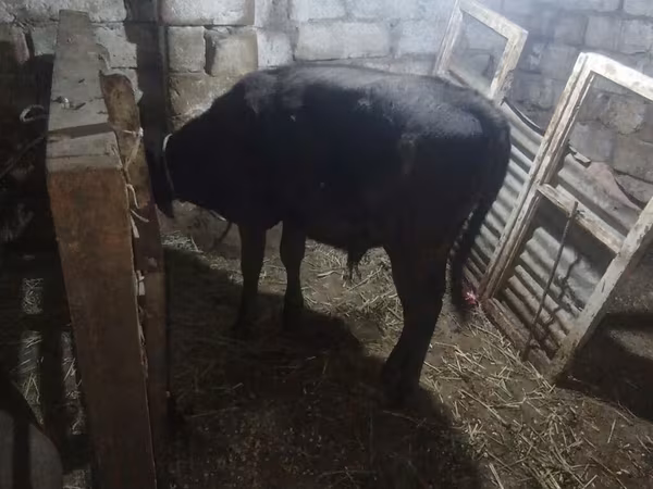 황소, 애버딘 앵거스