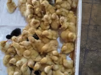 Ducks — รูปภาพ 3