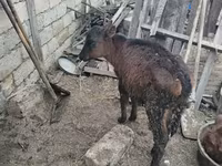 گائے, سرخ-دھبے دار نسل — تصویر 3