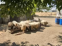 แกะตัวผู้, Racka sheep — รูปภาพ 3