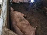 돼지(암수 미지정, 묶음), 돼지 — 사진 2