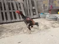 Shamo chickens — foto 1