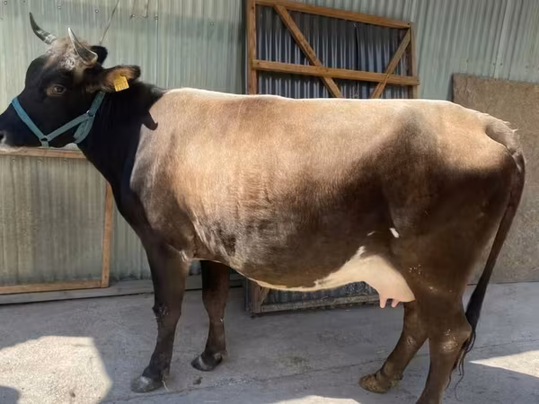 Ko, Holstein-race