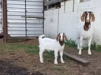 Ged, Saanen goat — foto 2