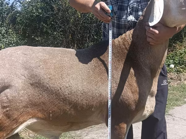Beran, Arashan sheep