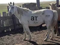 Kůň, Kazakh horse — foto 1