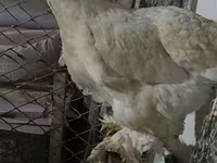 براهما — عکس 2