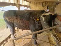 Tyre, Swiss cattle — foto 2