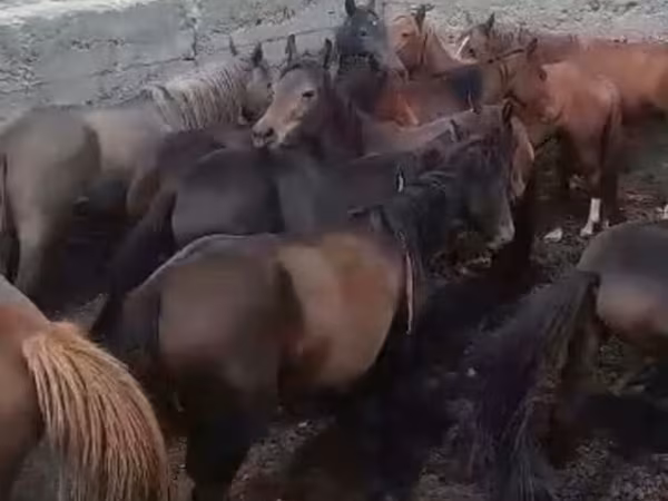 Cavalla, Kyrgyz Horse