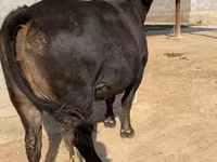 암소, 알라타우 품종 — 사진 5