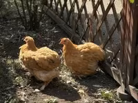Pekin Bantam — zdjęcie 3