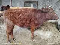 Krowa, Bydło — zdjęcie 2