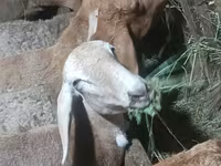 میش, Arashan sheep — عکس 5