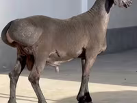 Widder, Rhon sheep — Foto 2