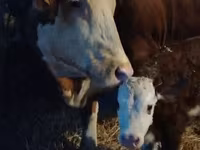 گاو نر, Simmental cattle — عکس 2
