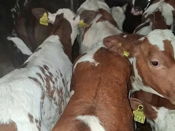 Byk, Simmental cattle