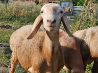 Bagge, Arashan sheep — foto 1