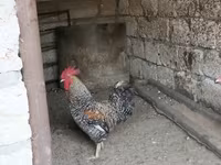 Chickens — foto 3