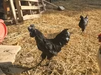 Ayam Cemani — zdjęcie 1