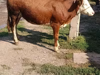 Krava, Simmental cattle — foto 1