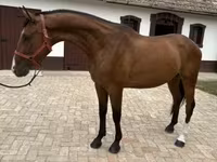 雄馬, Hungarian horse breed — 写真 3