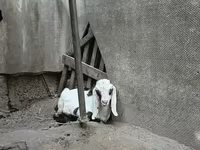 Jarac, Nubian Goat — fotografija 5