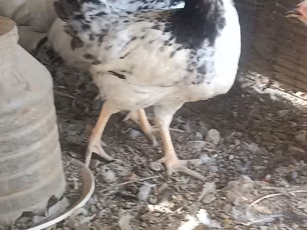 Chickens — Azerbaijan
